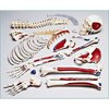 Denoyer-Geppert Anatomical Model, Prem Disart Half Skltn w/Labeled Muscles S77L